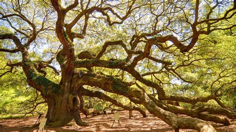 how old is the angel oak|angel oak age.